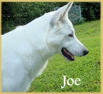 Joe