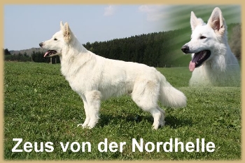 Zeus von der Nordhelle