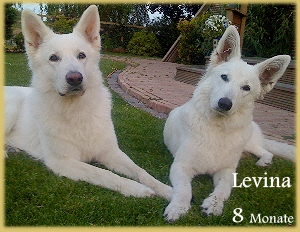 Levina