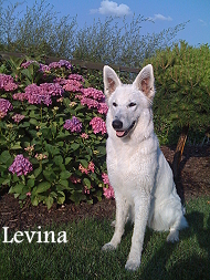 Levina