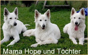 Spielende Hunde