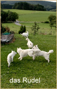 Spielende Hunde