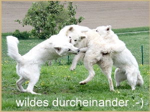 Spielende Hunde