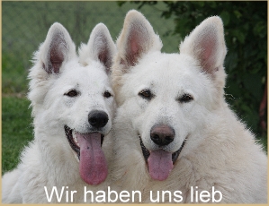 Spielende Hunde