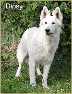 Spielende Hunde