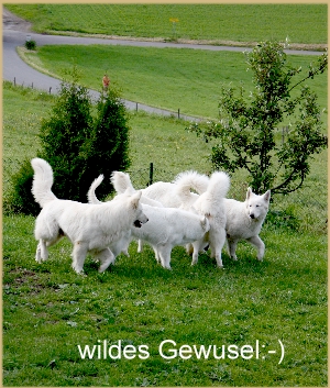 Spielende Hunde