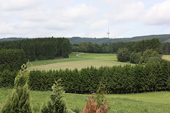 Spielende Hunde