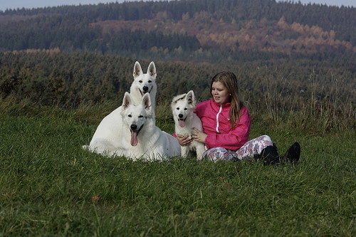 Spielende Hunde