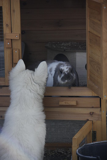 Spielende Hunde