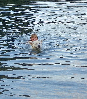 Spielende Hunde