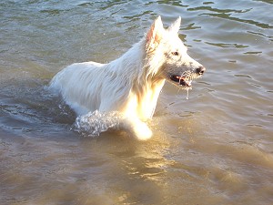 Spielende Hunde