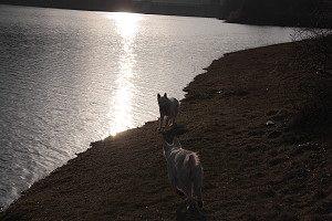 Spielende Hunde