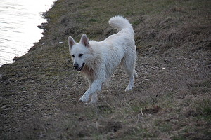 Spielende Hunde