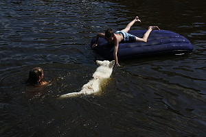 Spielende Hunde