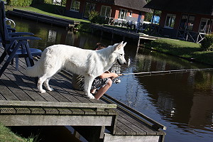 Spielende Hunde