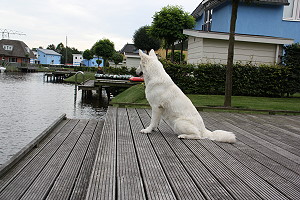 Spielende Hunde