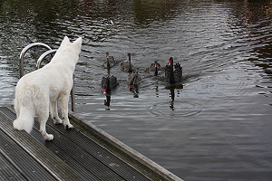 Spielende Hunde