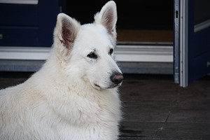 Spielende Hunde