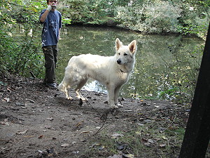 Spielende Hunde