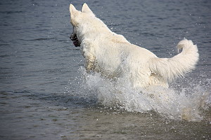 Spielende Hunde