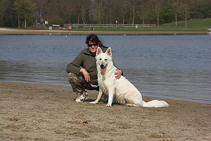 Spielende Hunde