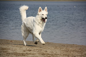 Spielende Hunde