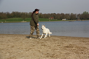 Spielende Hunde