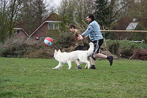 Spielende Hunde