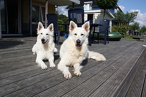 Spielende Hunde