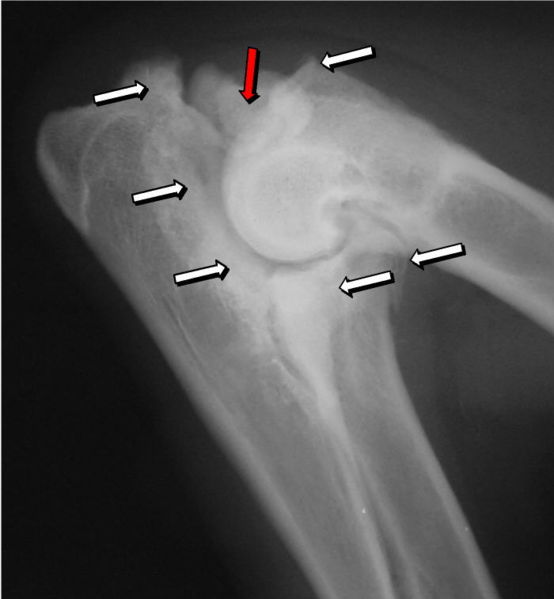 Rechtes Ellbogengelenk mit IPA und Osteoarthrose. IPA (roter Pfeil) sowie Sklerosierungen und Osteophyten (weiße Pfeile) bei einem fünf Jahre alten Deutschen Schäferhund.