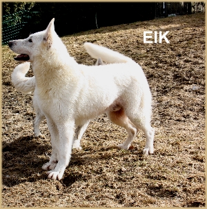 Eik