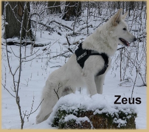 Zeus