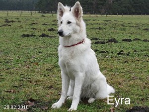 Eyra