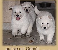 Welpen aus dem Zwinger "Vom Bruckner Landl" des WSÖ