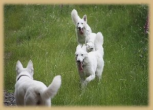 Welpentreffen_2009