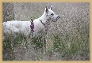 Welpentreffen_2009