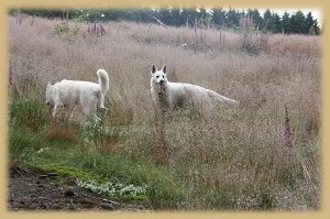 Welpentreffen_2009