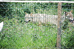 Welpentreffen_2009