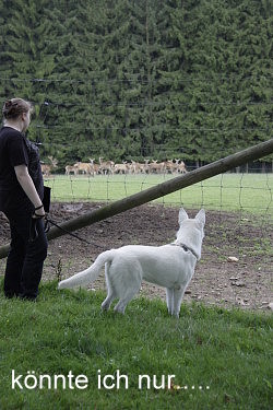 Welpentreffen_2009