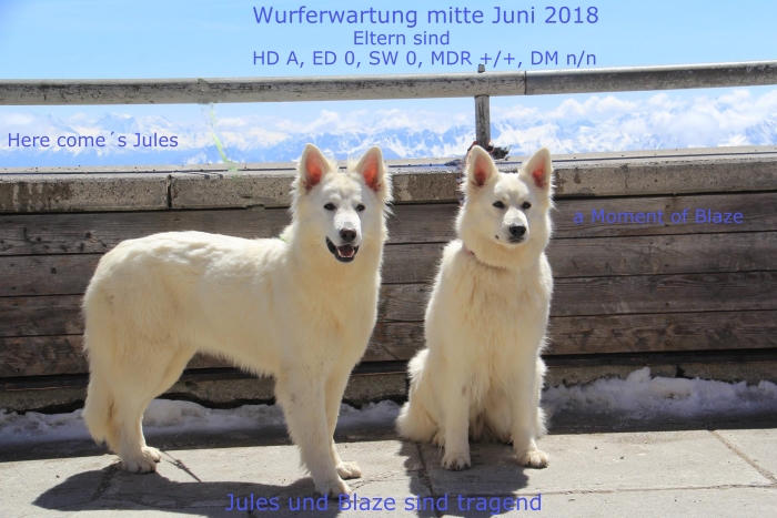 Wurfplanung