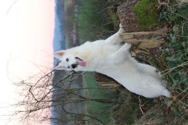 Kuper